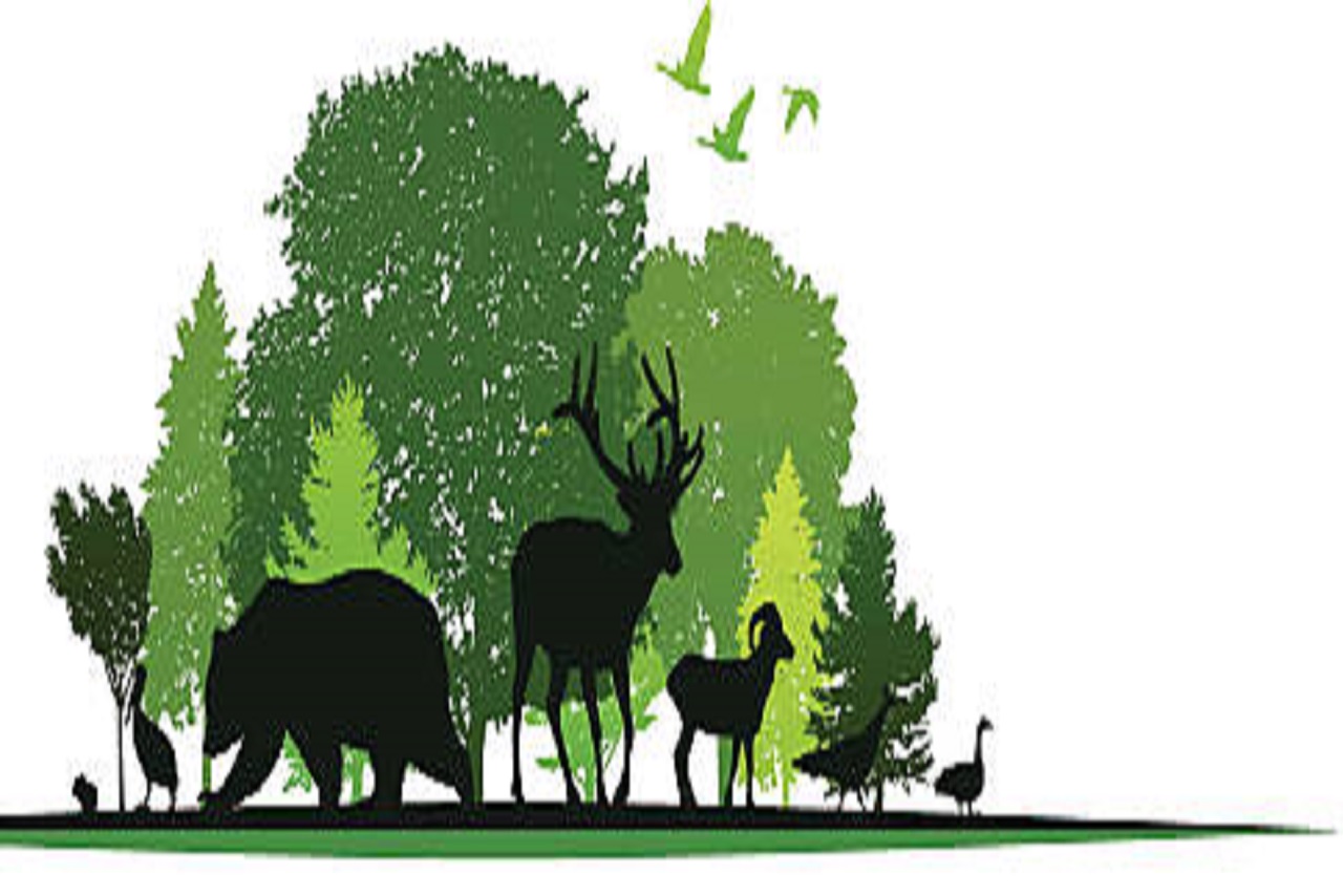 silhouette of wildlife in front of outline of forest