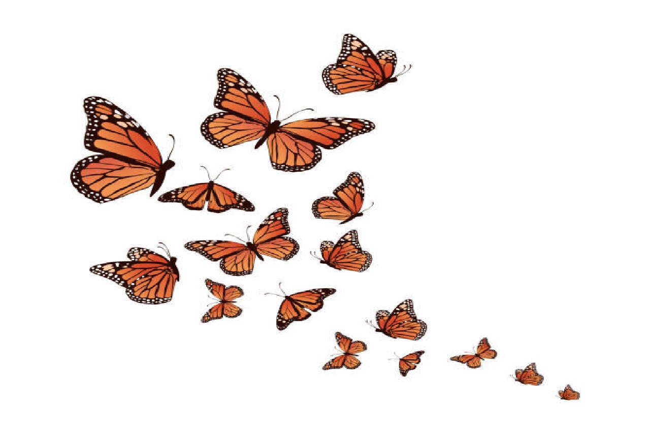 group of monarch butterflies