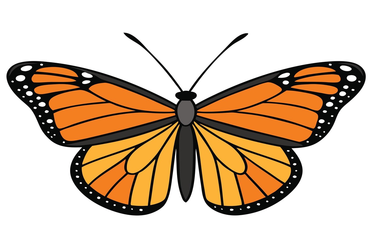 cartoon image of a monarch butterfly