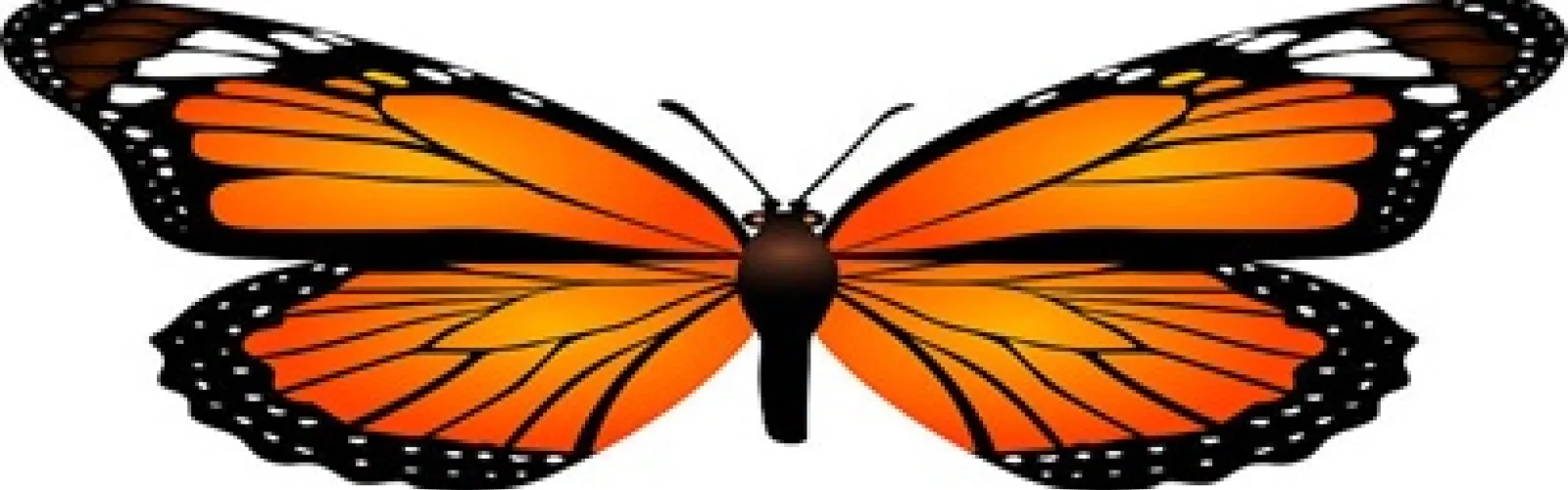 orange, black and white monarch butterfly